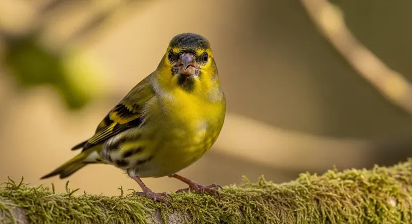 Самец чижа (Spinus spinus) на ветке ольхи — жёлто-зелёная птица с чёрной шапочкой