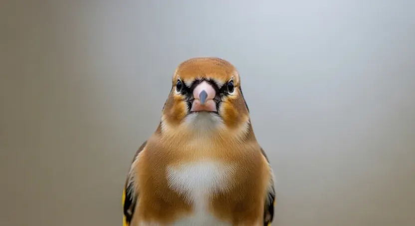 Щегол — европейский щегол Carduelis carduelis с малиново-красной маской и чёрно-жёлтыми крыльями