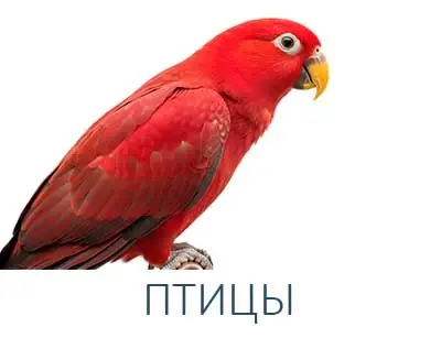 ПТИЦЫ
