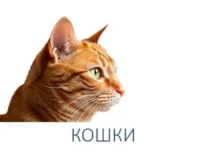 КОШКИ