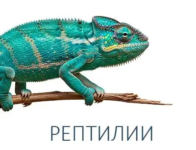 РЕПТИЛИИ