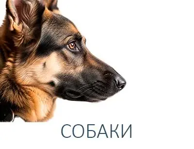 СОБАКИ