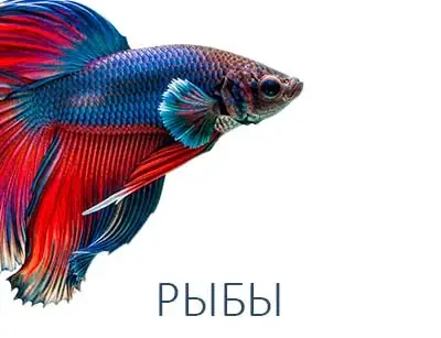 РЫБЫ