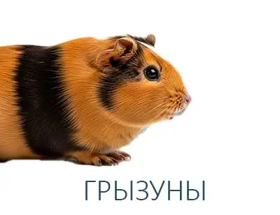 ГРЫЗУНЫ