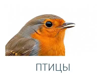 ПТИЦЫ
