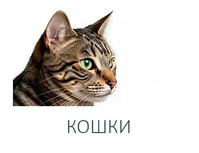 КОШКИ