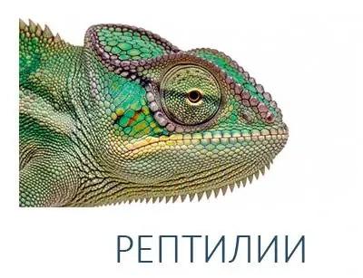 РЕПТИЛИИ
