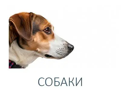 СОБАКИ