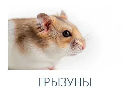 ГРЫЗУНЫ