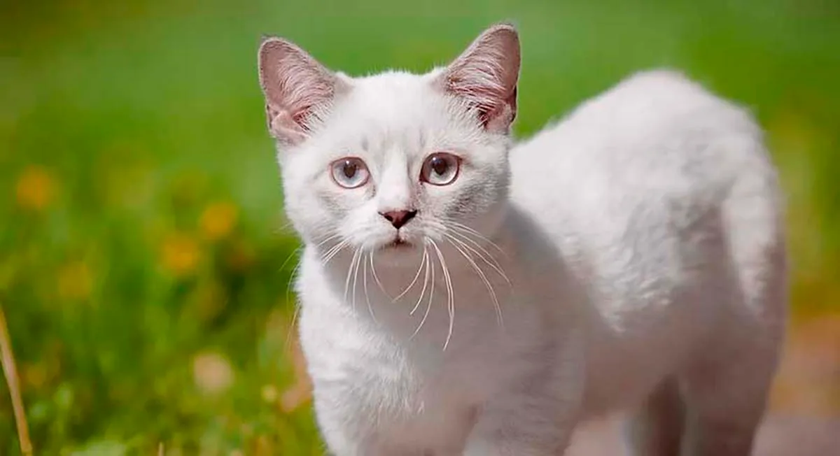 Манчкин белый котёнок с короткими лапками стоит на траве, крупный план
