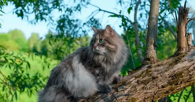 Норвежская лесная кошка серого окраса сидит на ветке дерева на фоне зелени