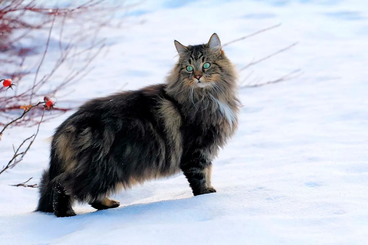 Норвежская лесная кошка тёмного окраса стоит на снегу зимой, вид сбоку