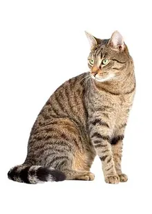 КОШКИ