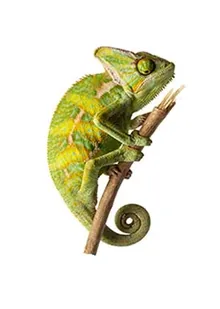 РЕПТИЛИИ